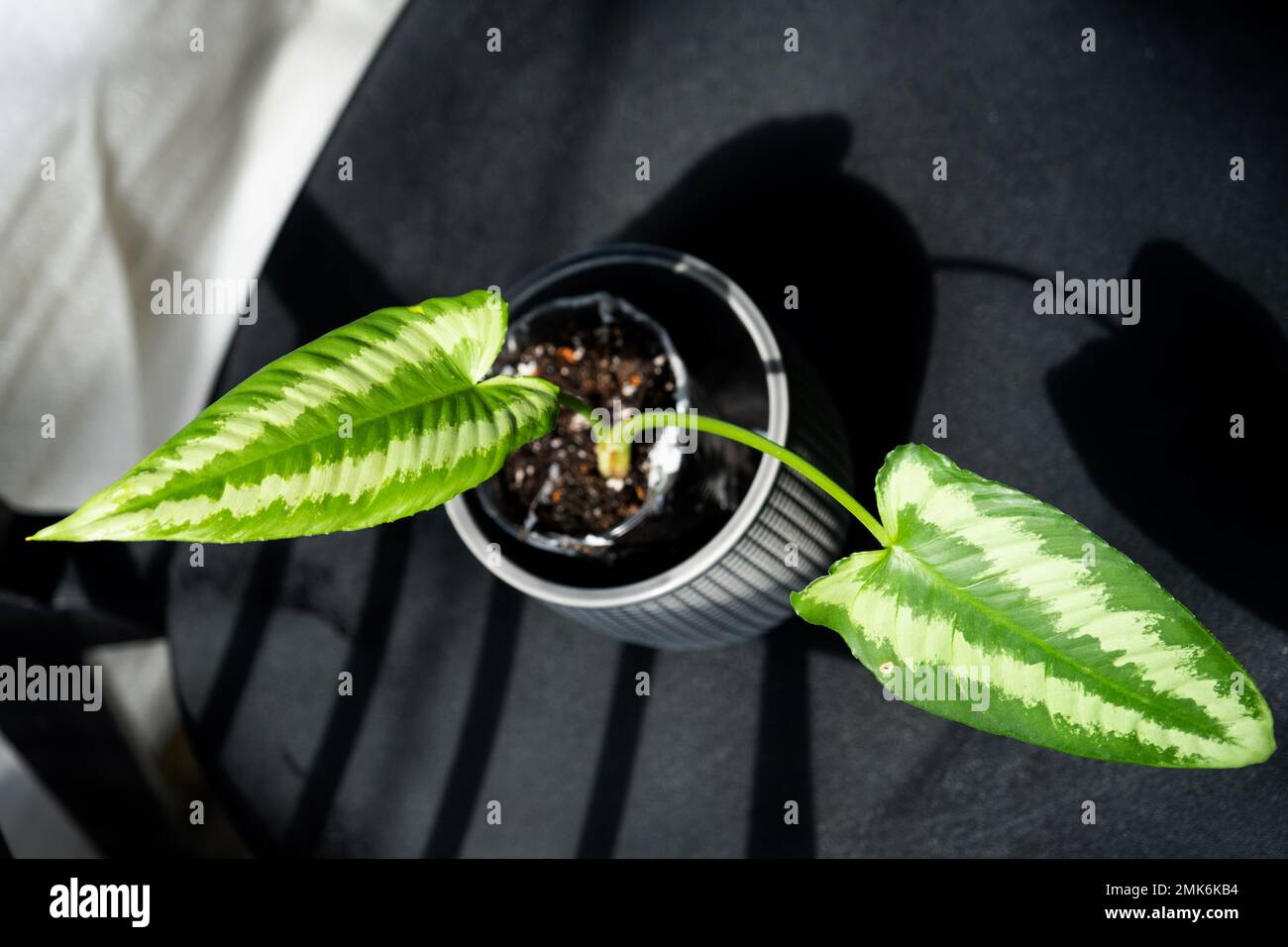 A rare houseplant Schismatoglottis, interior and aquarium, moisture-loving tropical plant. Breeding and growing of demanding potted plants and for res Stock Photo