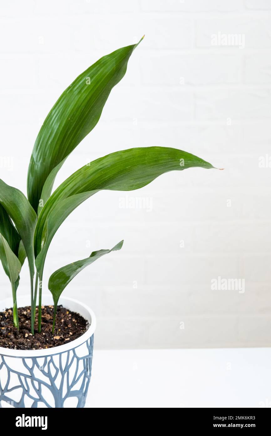 Green stems of the indoor plant Aspidistra elatior. Vertical orientation,  close-up. Stock Photo