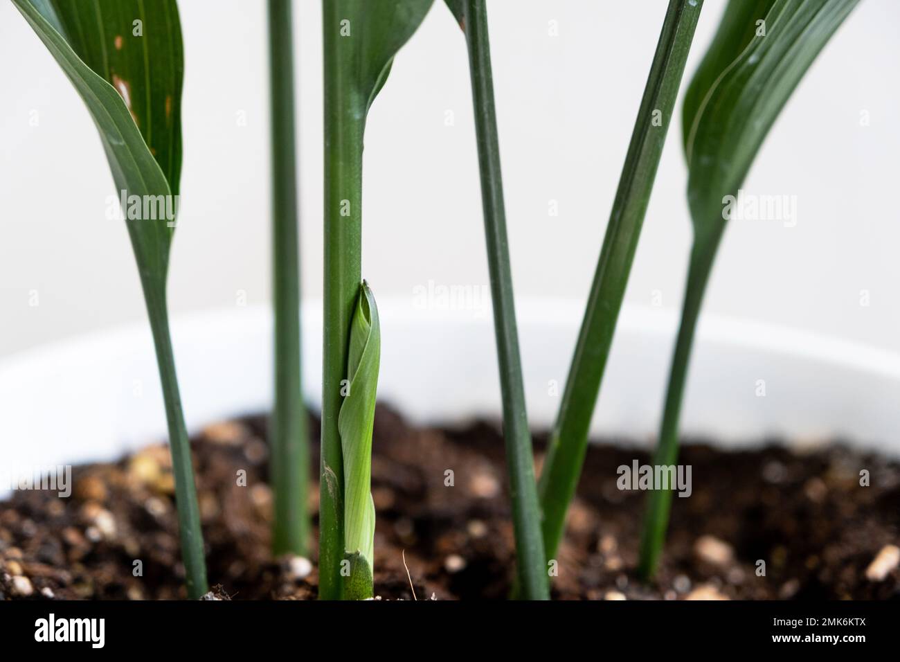 A new sprout of aspidistra close-up. A houseplant with stiff leaves and growing out of the ground. Stock Photo