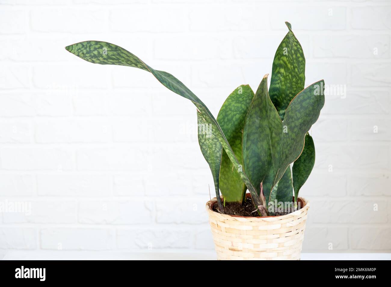 Indoor plant Sansevieria Masoniana after transplanting into a new soil and pot. Hobbies, growing and caring for home plants, The interior of the green Stock Photo