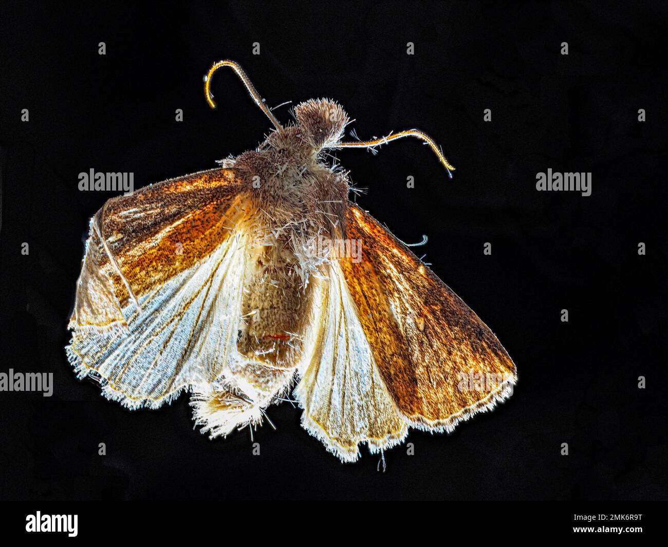 Moth, macro close-up, dark background, Germany Stock Photo
