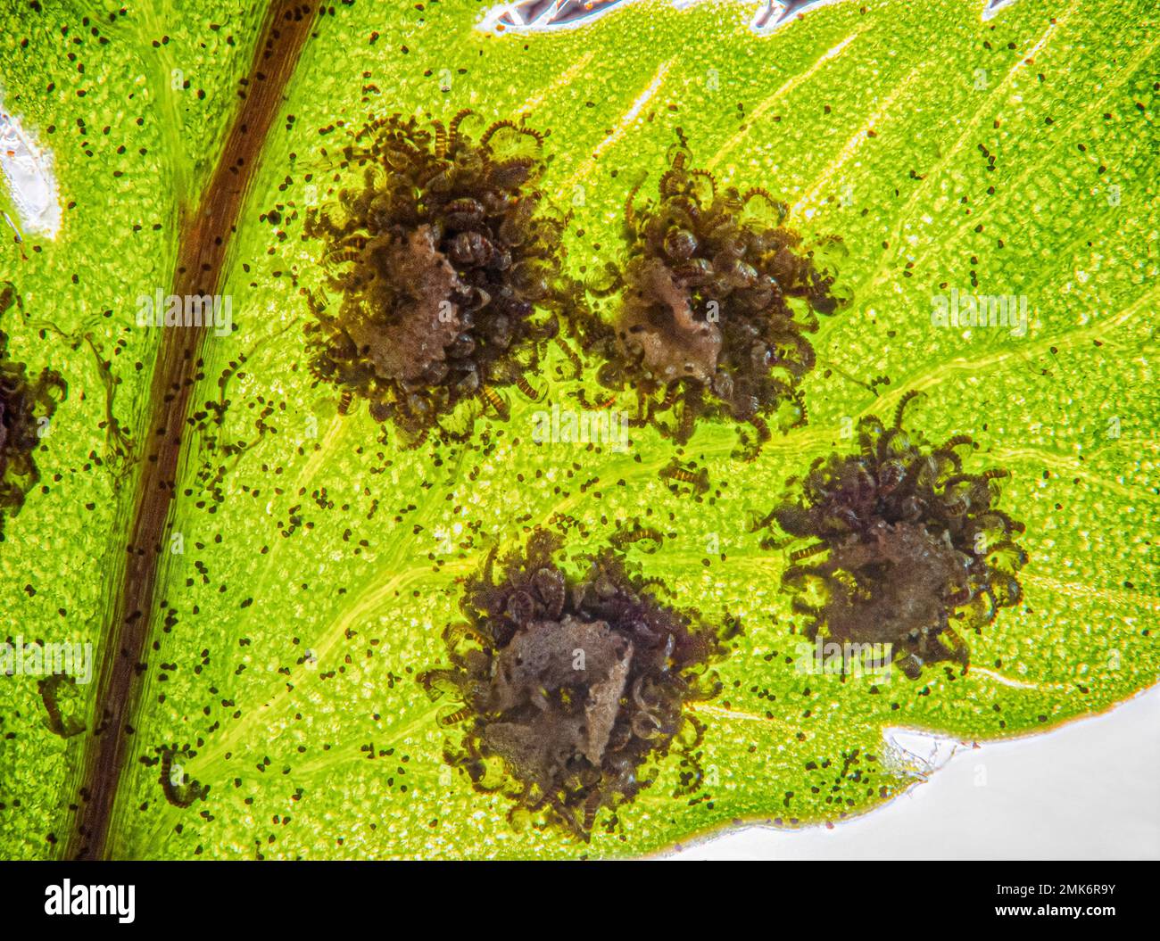 Seeds and spores of a fern leaf, underside, extreme macro, Germany Stock Photo