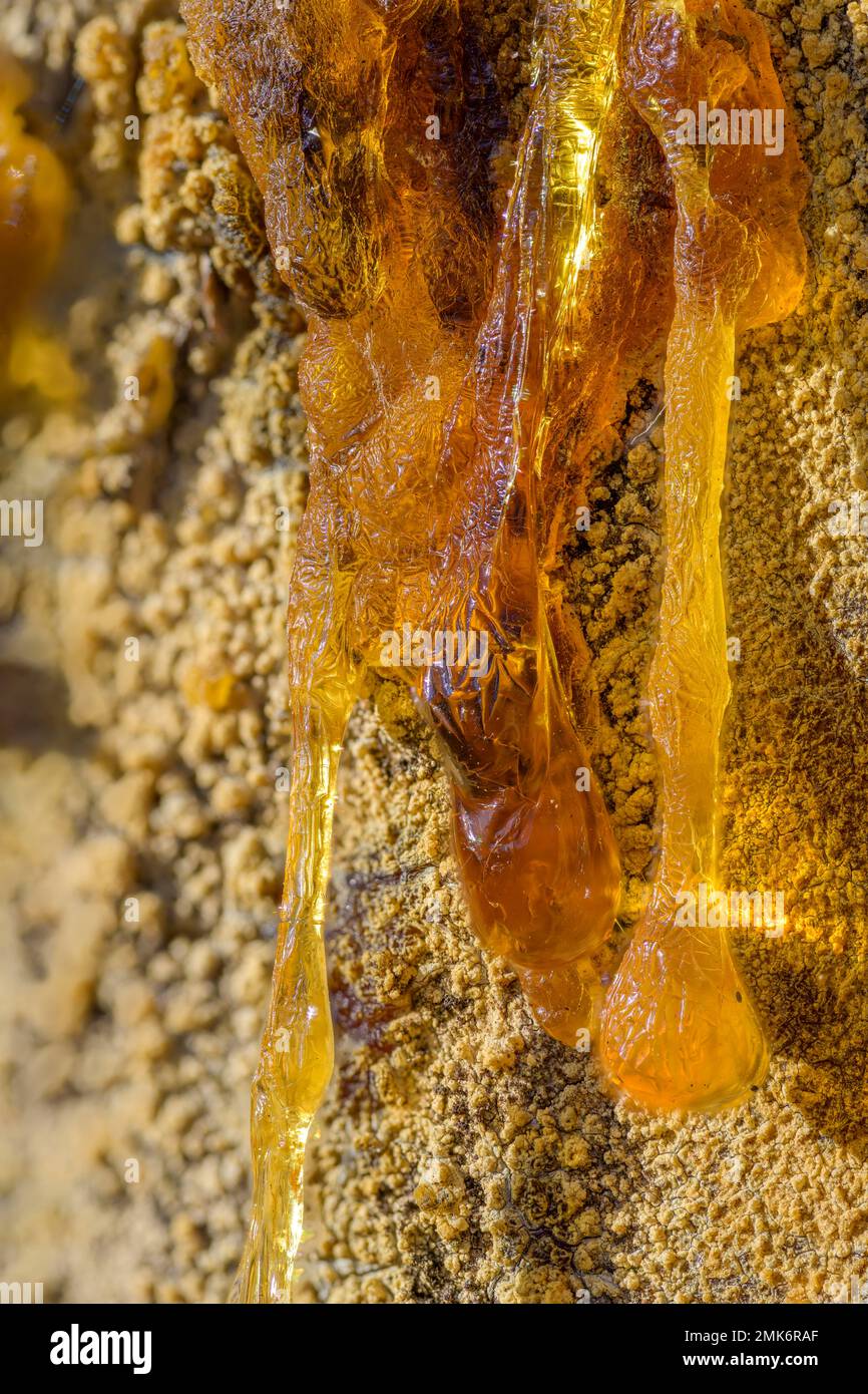 Amber resin tree hi-res stock photography and images - Alamy