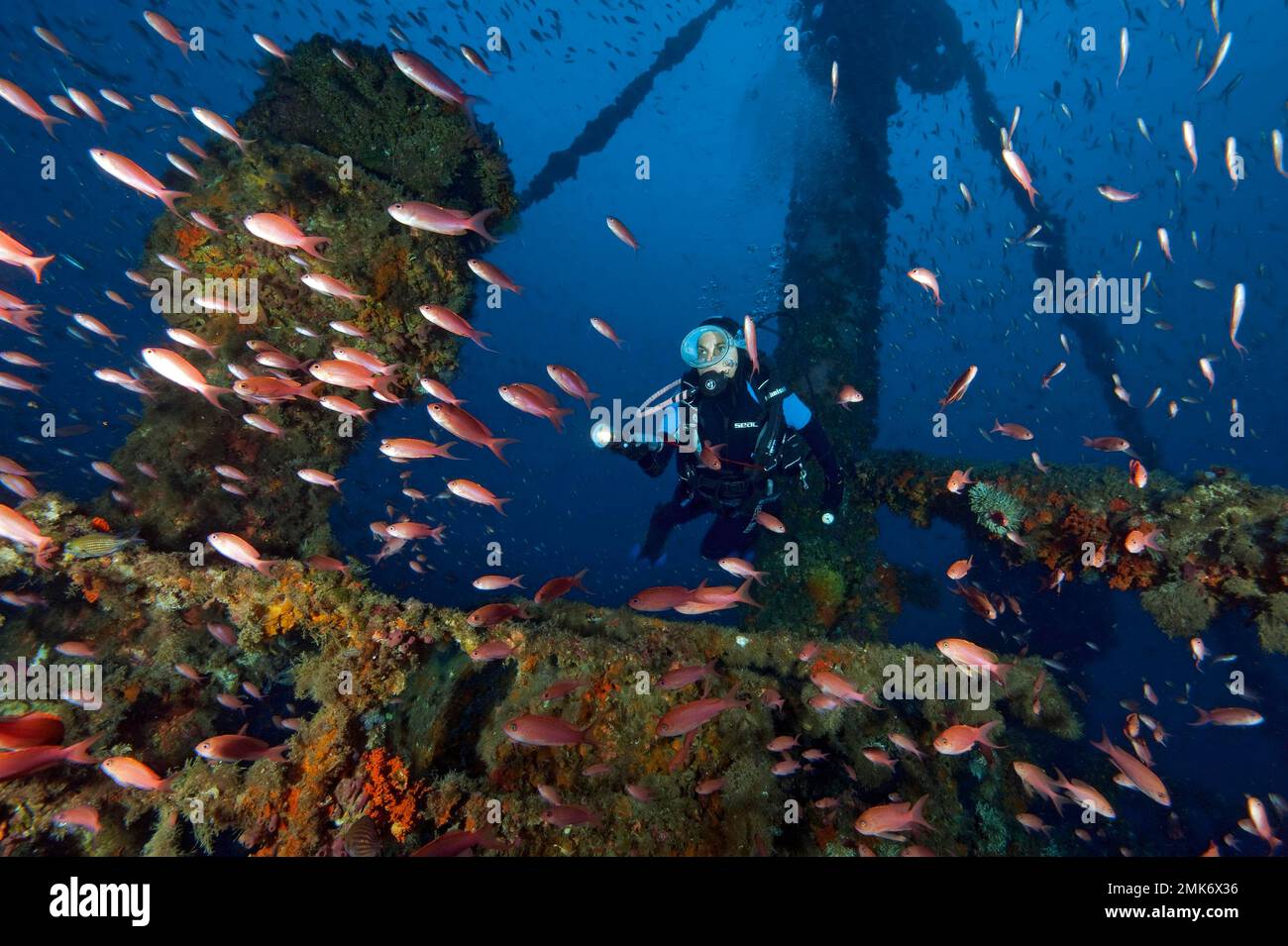 Diver diving above deck of sunken wreck of cargo ship M/V M/N Kent, in foreground school of fish of mediterranean basselet (Anthias anthias) Stock Photo