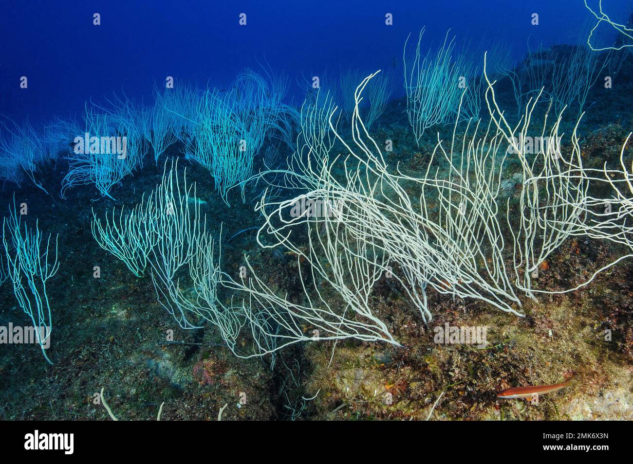 Colony of horn coral white gorgonian (Eunicella singularis), Mediterranean Sea, Giglio Island, Tuscany, Italy Stock Photo