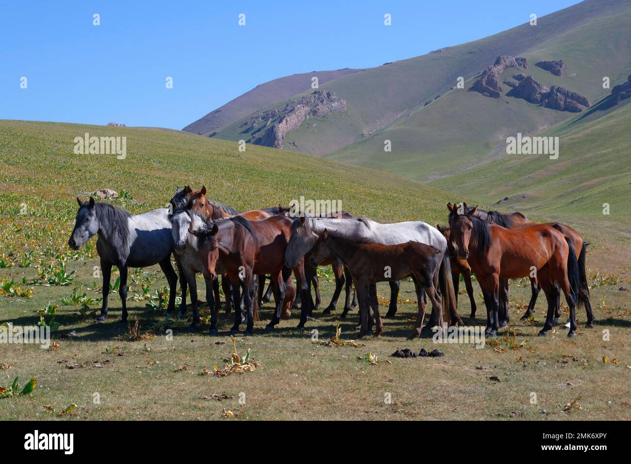 horses-running-in-the-steppe-near-song-kol-lake-naryn-province