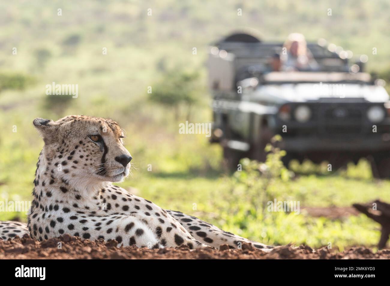 Cheetah (Acinonyx jubatus) with safari vehicle, Zimanga Game Reserve, KwaZulu Natal, South Africa Stock Photo