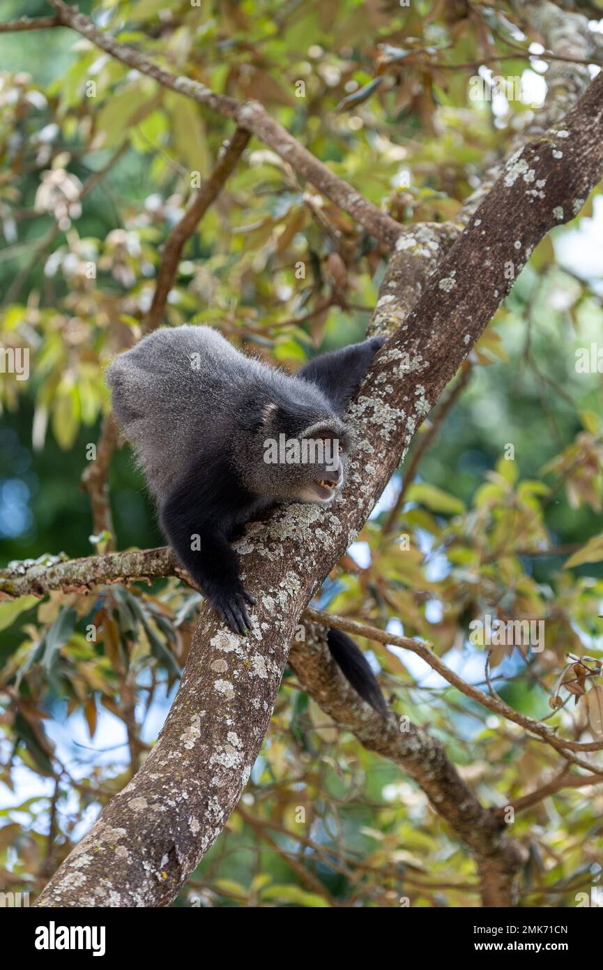 Sykes' monkey (Cercopithecus mitis) on tree, Ngorongoro Crater ...
