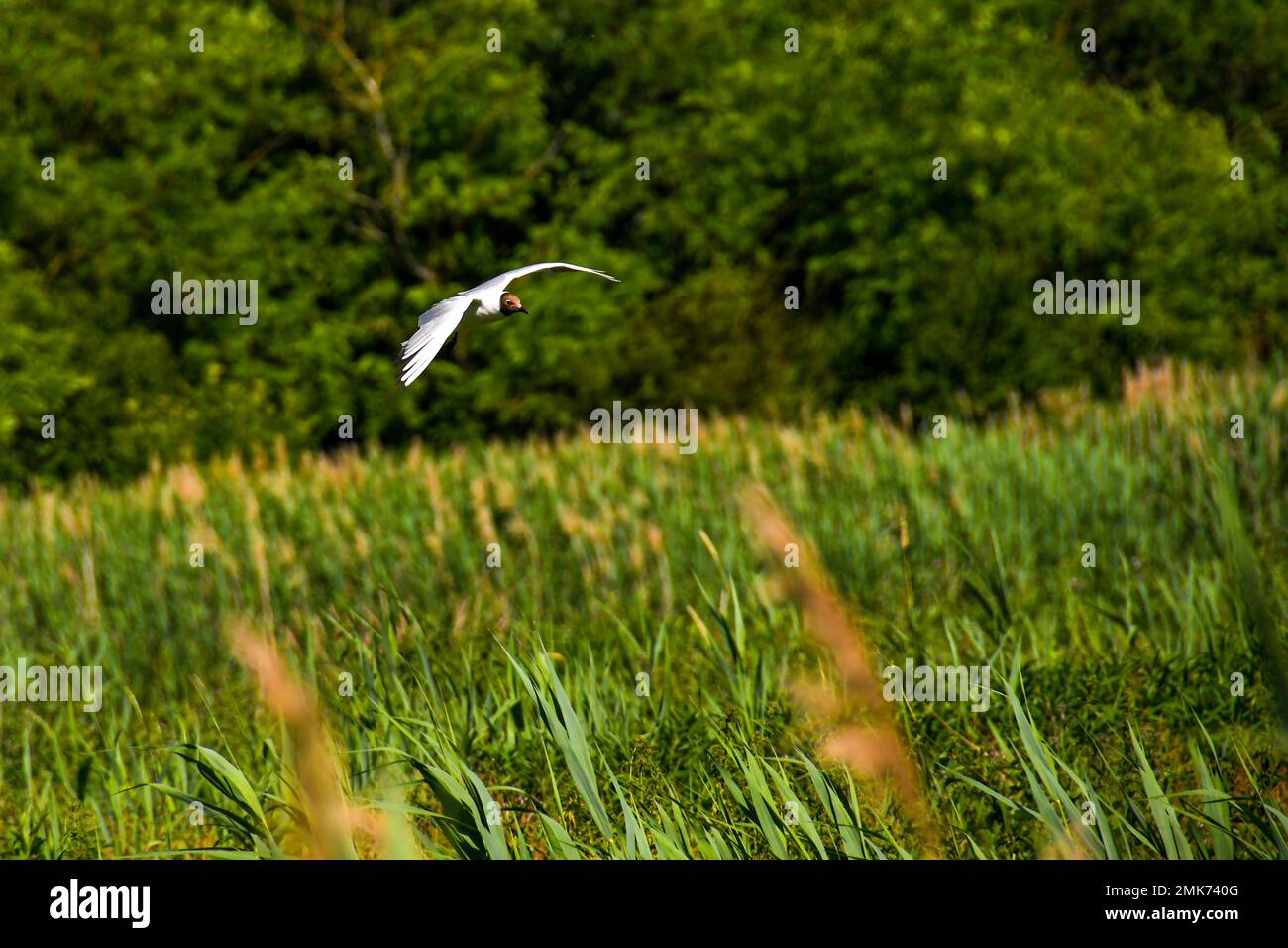 Flying Reeds Sports Flying over green forest summer hi-res stock photography and images - Alamy