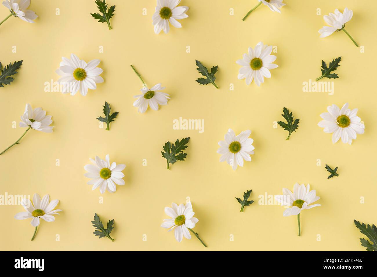 top view blooming flowers. High resolution photo Stock Photo