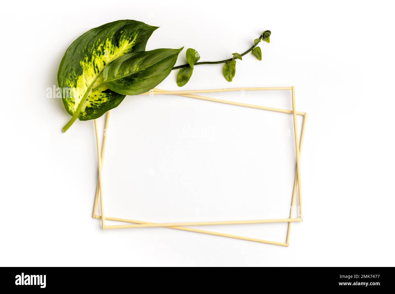 flat lay arrangement green leaves with empty frames. High resolution photo Stock Photo