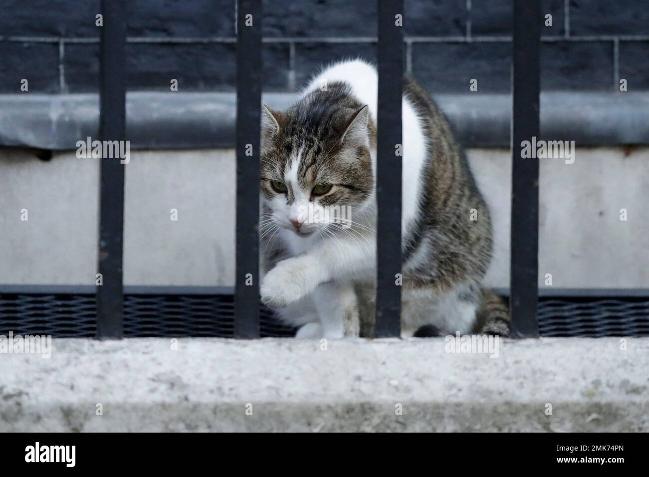 Larry the cat, Britain's Chief Mouser to the Office, sits