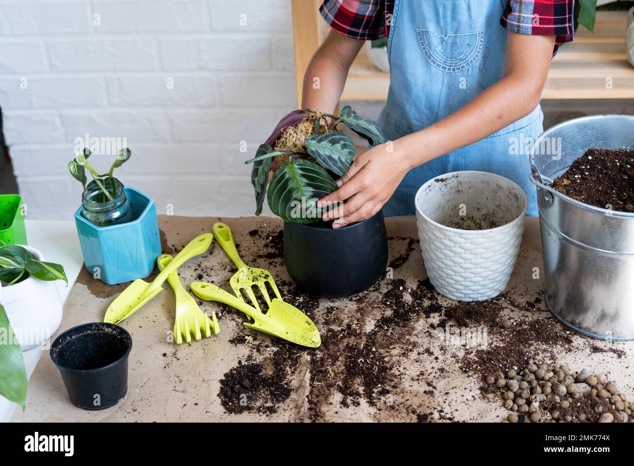 Girl replant a potted houseplant Maranta into a new soil with drainage. A rare variety Marantaceae leuconeura Massangeana Potted plant care, hand spri Stock Photo