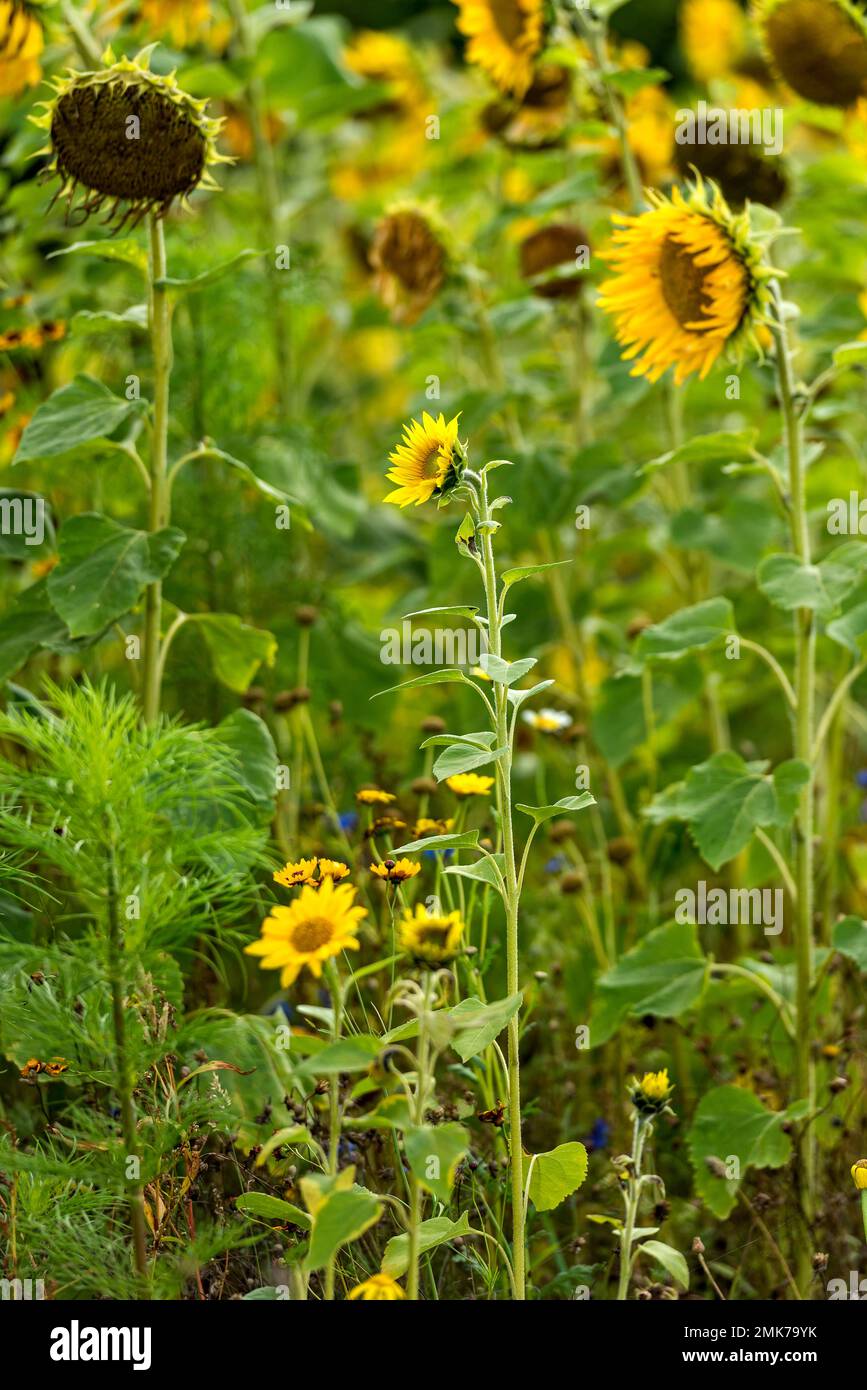 Young and withered sunflowers (Helianthus annuus), Grebenhain, Vogelsberg, Vogelsbergkreis, Hesse, Germany Stock Photo