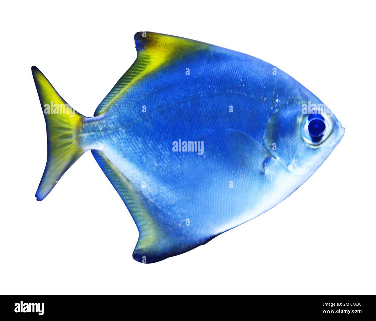 Beautiful silver moony fish on white background Stock Photo