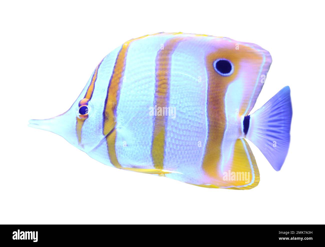 Beautiful copper banded butterfly fish on white background Stock Photo