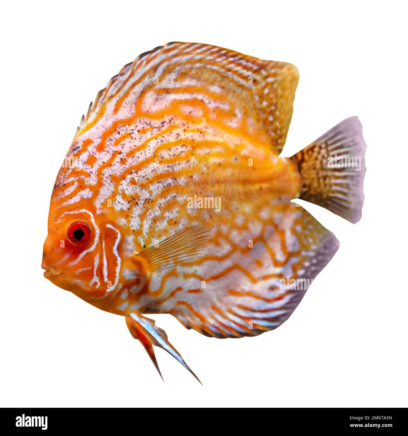 Beautiful bright discus fish on white background Stock Photo - Alamy