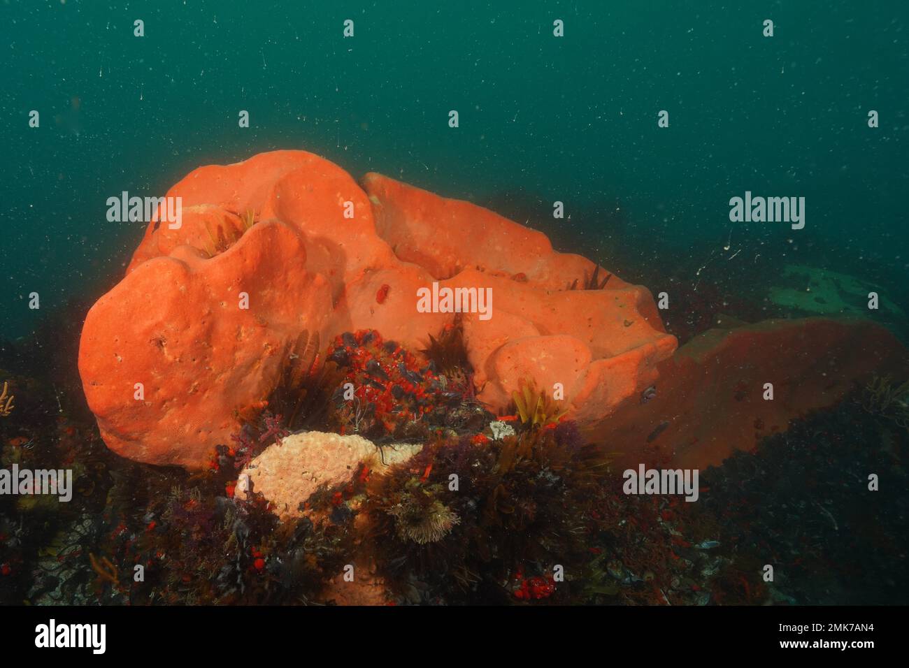Orange wall sponge (Trachycladus spinispirulifer), marine sponge, False