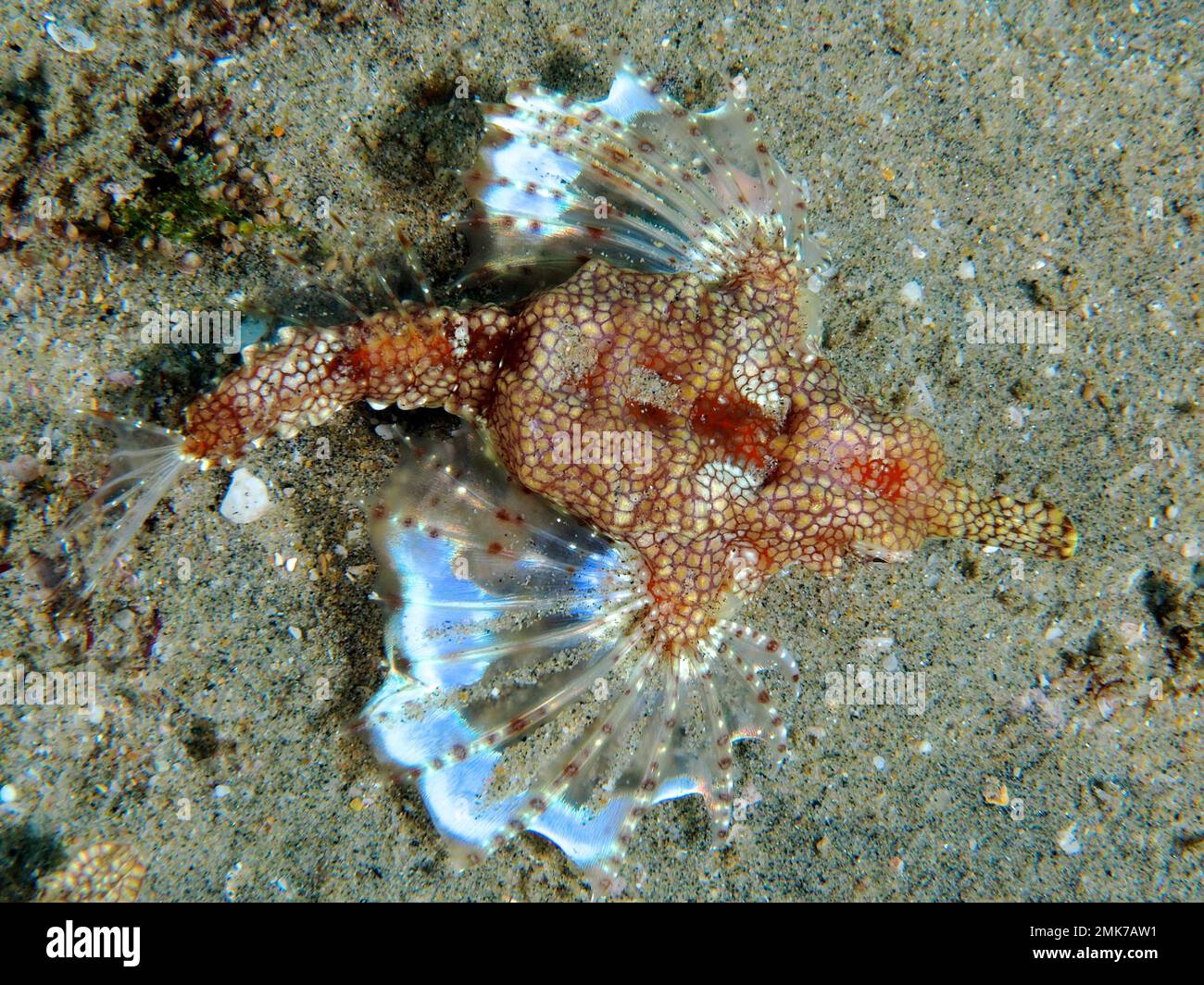 A Little Dragonfish (Eurypegasus Draconis), Bony Fish, Shows Its White ...