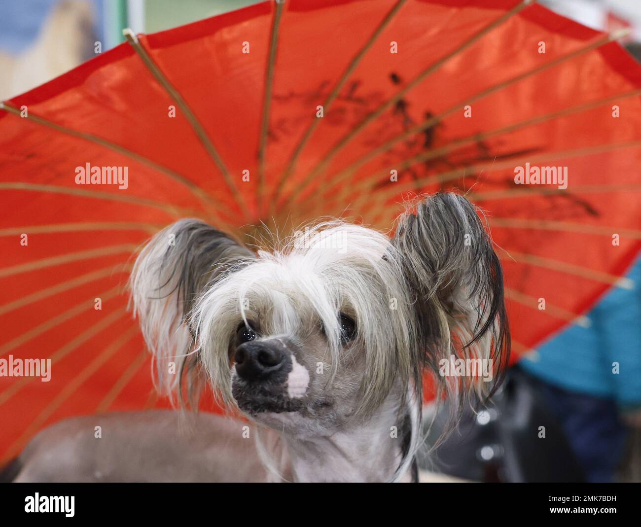 Chinese Crested Umbrella Chinese Crested Umbrella