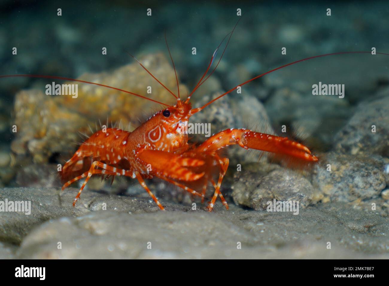 Red Atlantic reef lobster (Enoplometopus antillensis), El Cabron marine reserve dive site, Arinaga, Gran Canaria, Spain, Atlantic Ocean Stock Photo