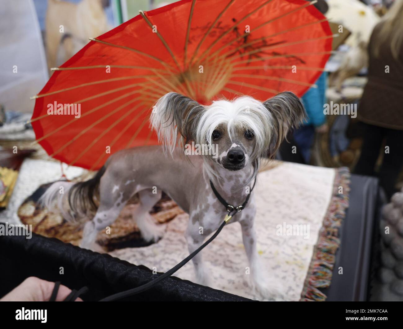 Chinese Crested Umbrella Chinese Crested Umbrella