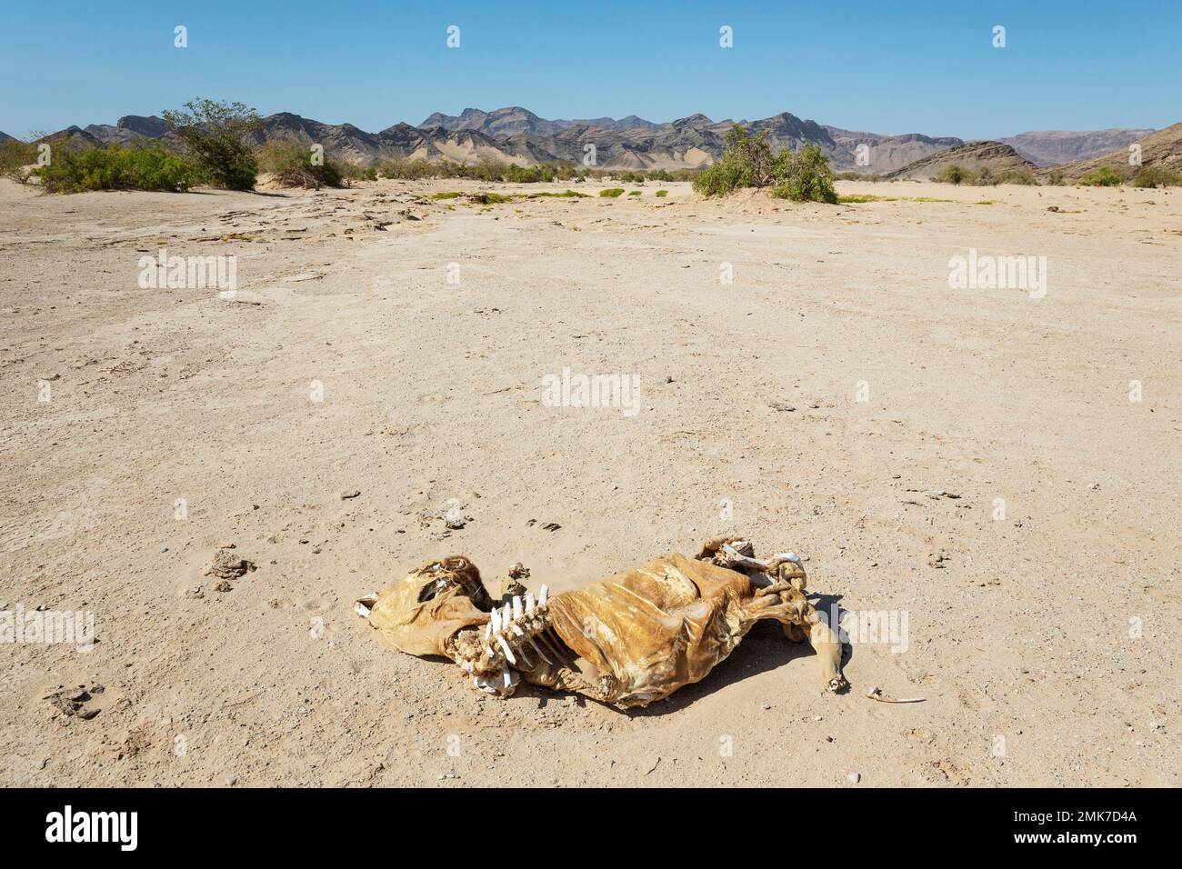 Carcass of a farm animal that fell victim to the long lasting drought in north-west Namibia, Damaraland, Kunene Region, Namibia Stock Photo