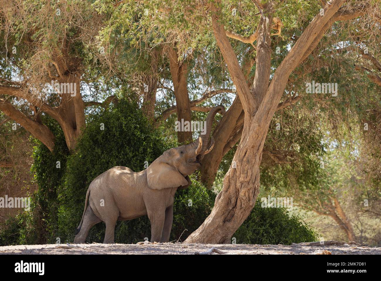 Сотни животных. Сотни животных. Сотни животных. Великая миграция серенгети. Массовая гибель животных в связи с фермерской деятельностью.