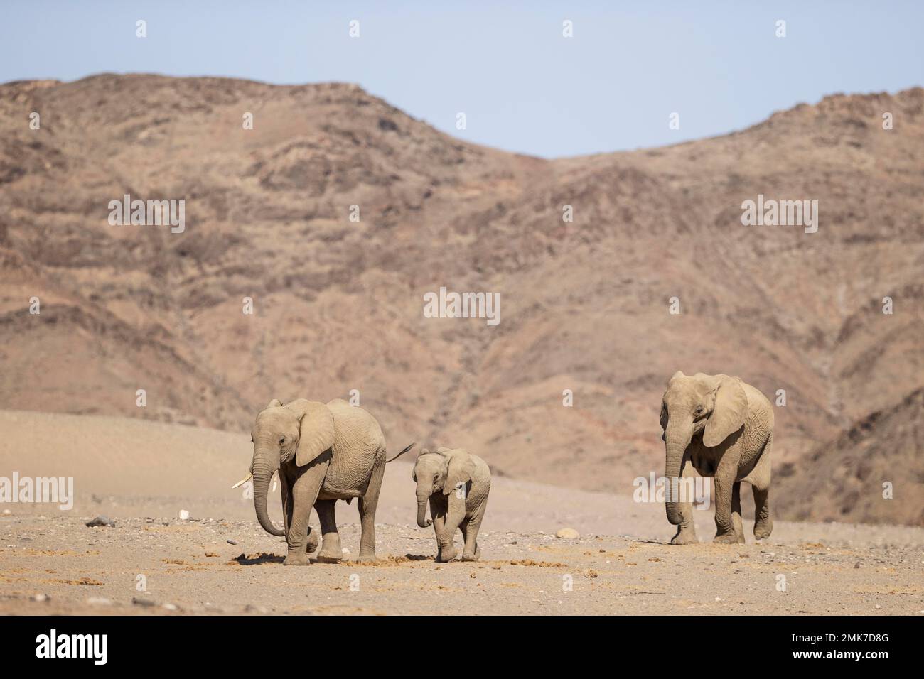 African Elephant (Loxodonta africana), socalled desert elephant, cow