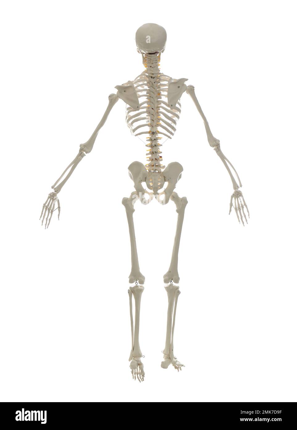 Artificial human skeleton model isolated on white Stock Photo Alamy