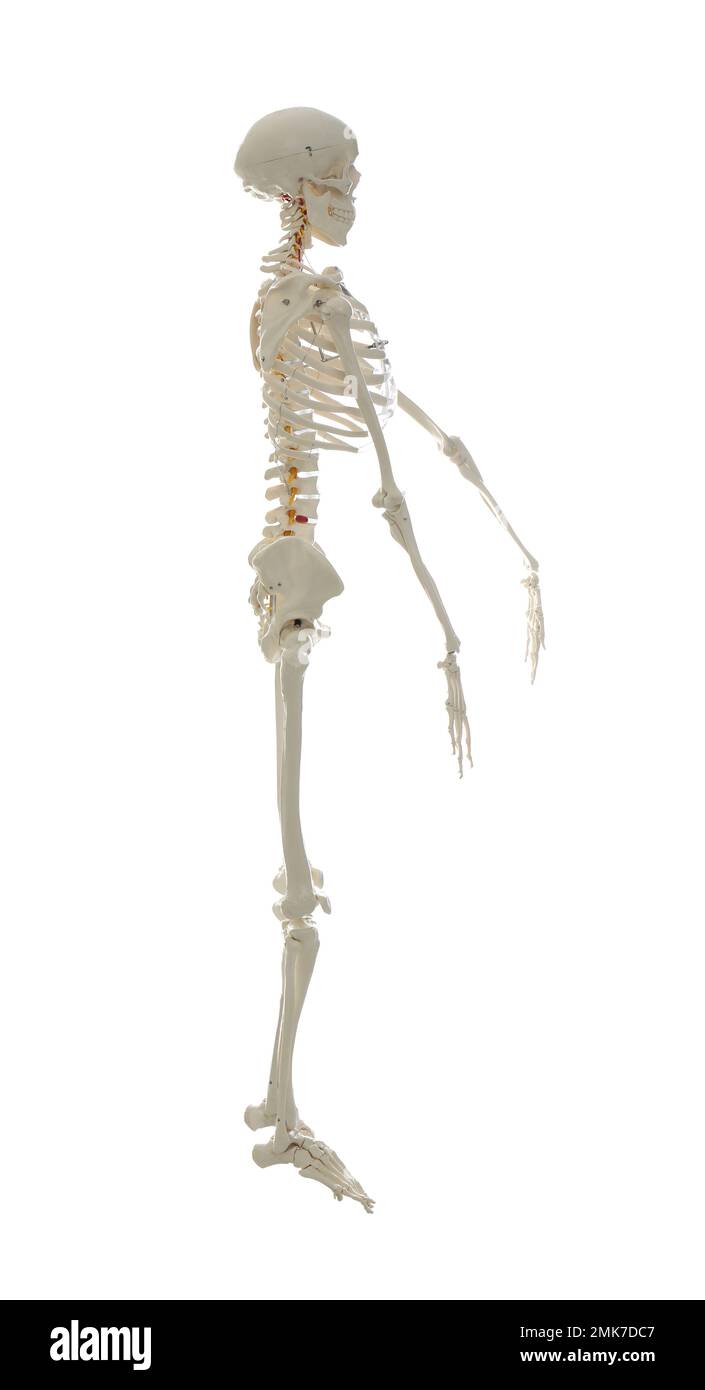 Artificial human skeleton model isolated on white Stock Photo Alamy