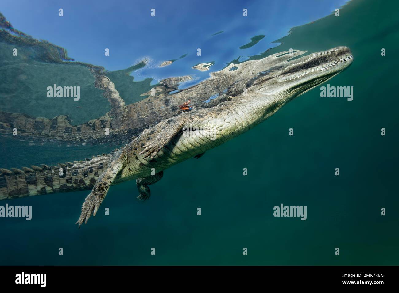 Pointed crocodile, or american crocodile (Crocodylus acutus), underwater, sea, just below surface, reflection, Jardines de la Reina, Caribbean Sea. Stock Photo