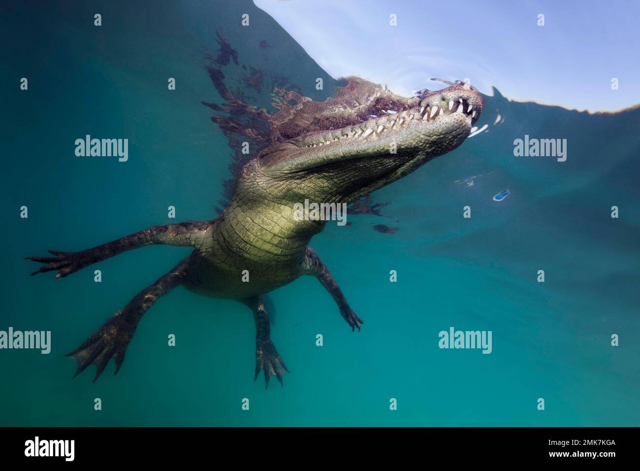 Pointed crocodile, or american crocodile (Crocodylus acutus