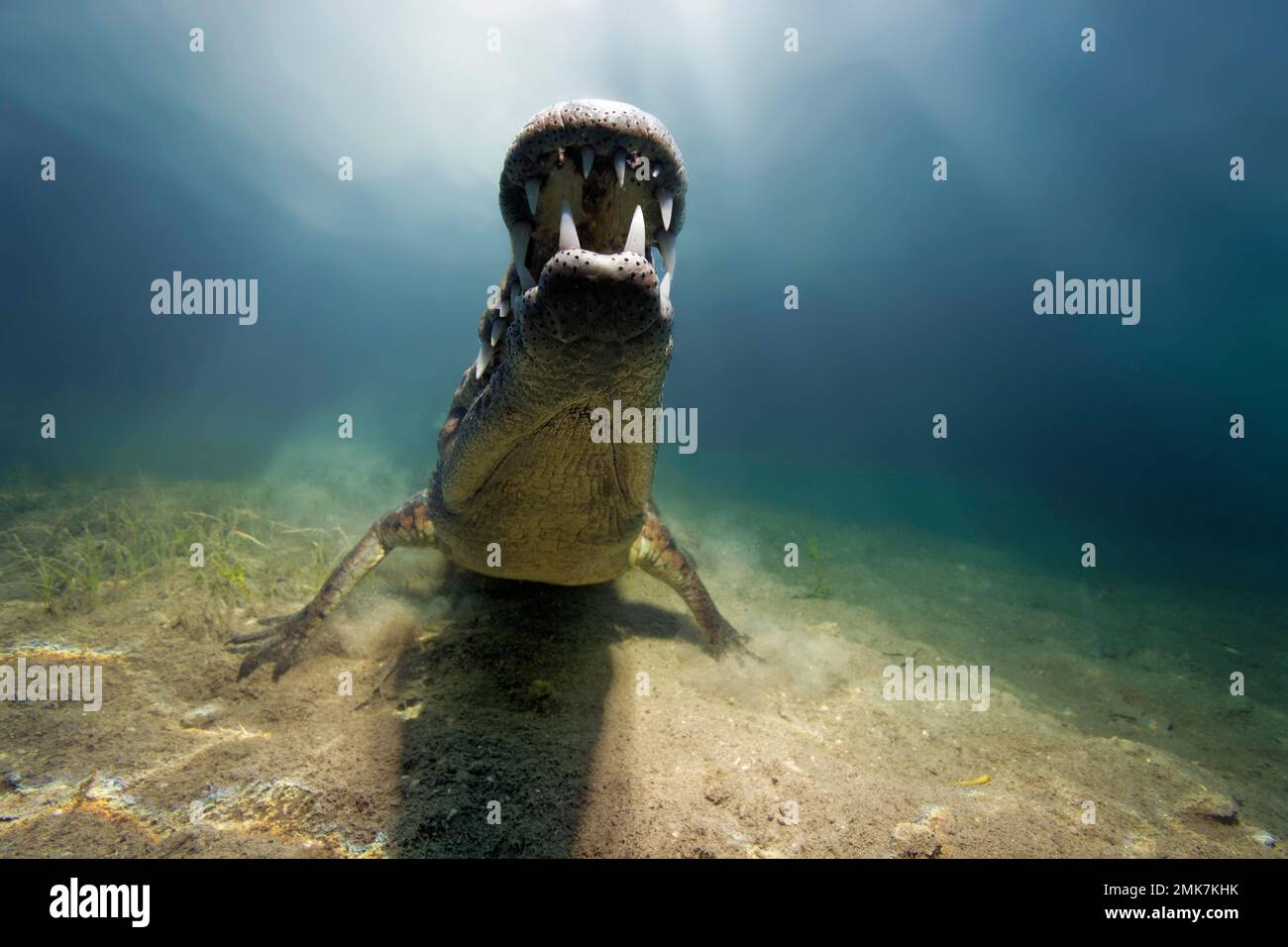 Pointed crocodile, or american crocodile (Crocodylus acutus), underwater, seabed, Caribbean Sea, Jardines de la Reina, Republic of Cuba, Caribbean Stock Photo