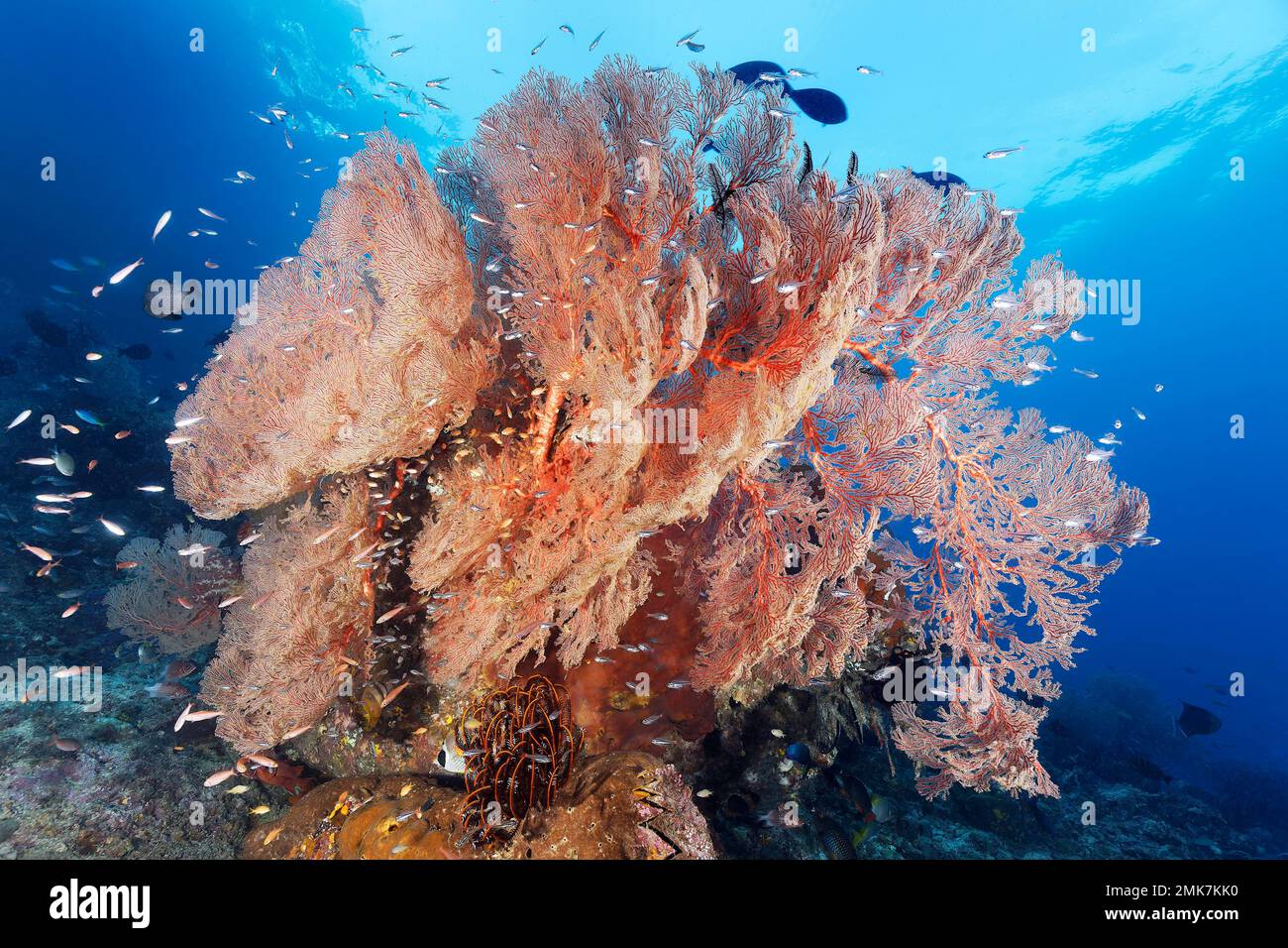 Coral block with nodular sea fan, gorgonian (Melithaea ochracea), red
