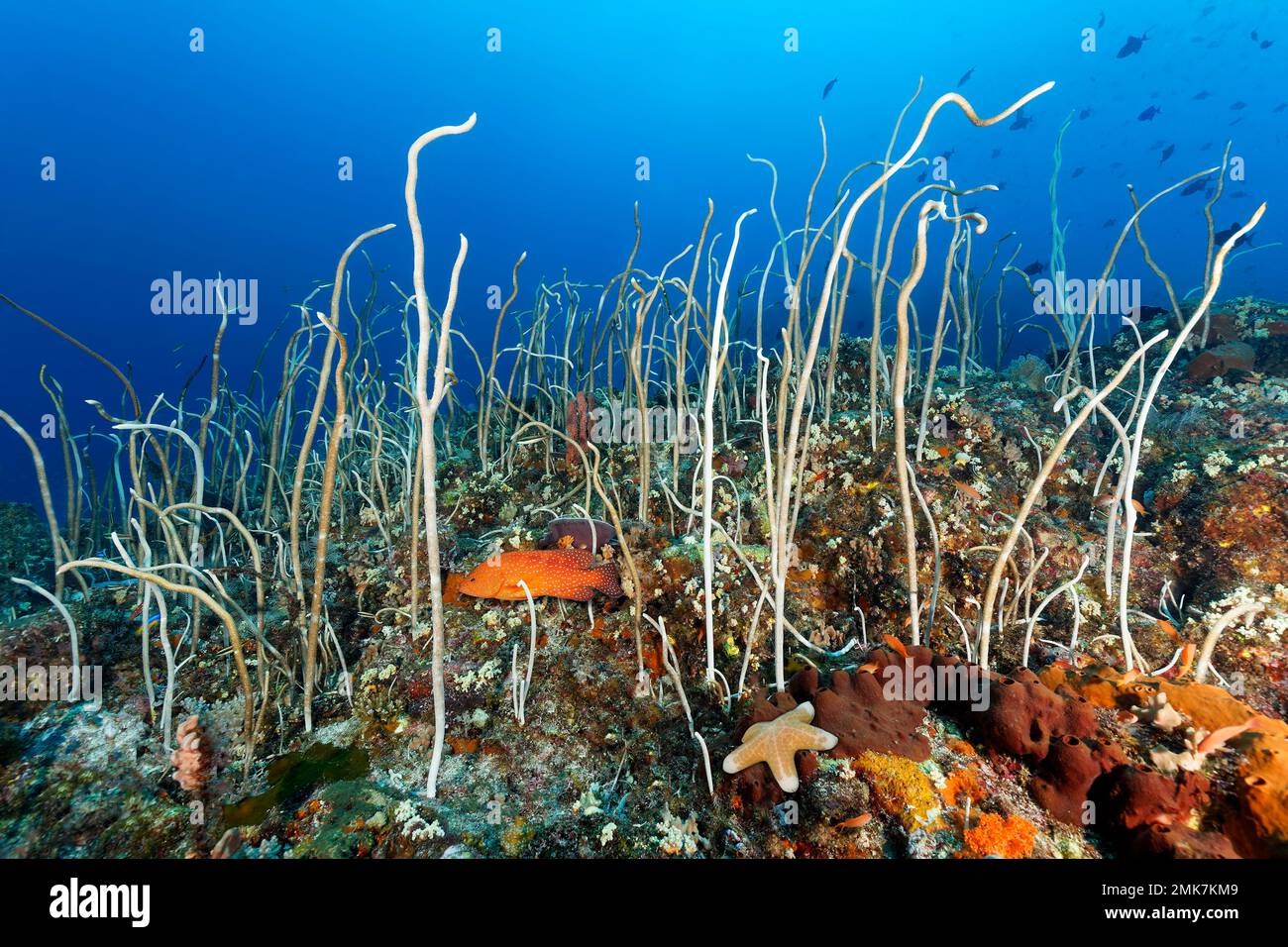 Coral reef, reef top with colony Fragile sea whip (Junceella fragilis), vermillion seabass (Cephalopholis miniata) (Roller starfish (Choriaster Stock Photo