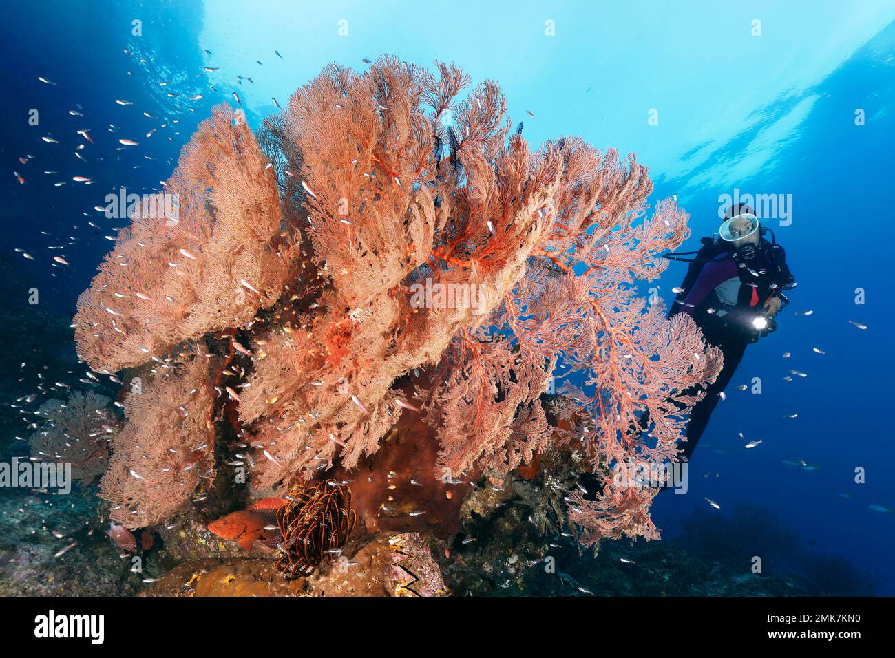 Diver looking at coral block with nodular sea fan, gorgonian (Melithaea