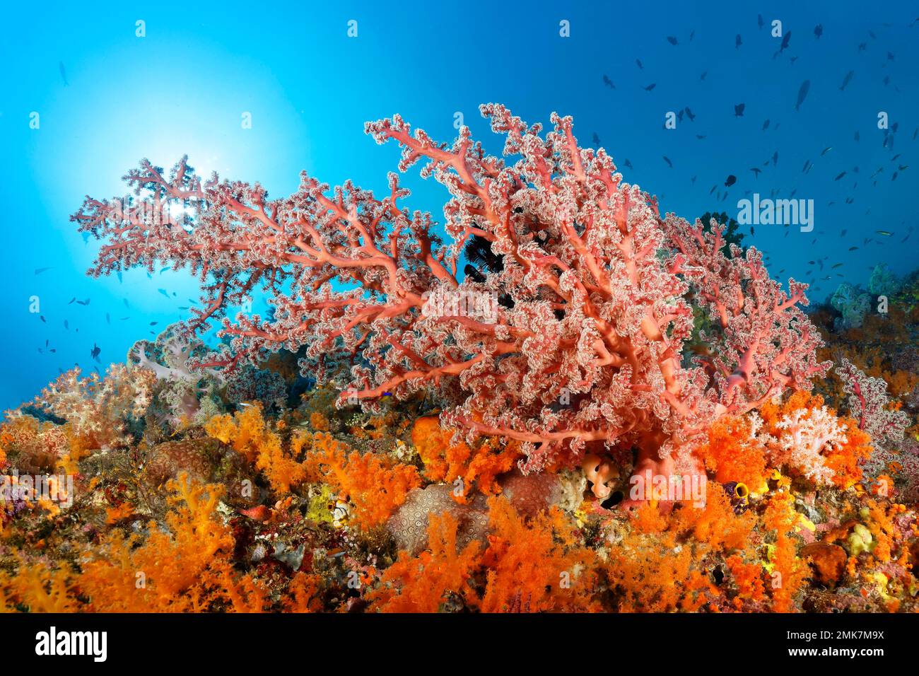 Coral reef in backlight, sun, densely covered with various soft corals, above cherry blossom coral (Siphonogorgia godeffroyi), Pacific, Great Barrier Stock Photo
