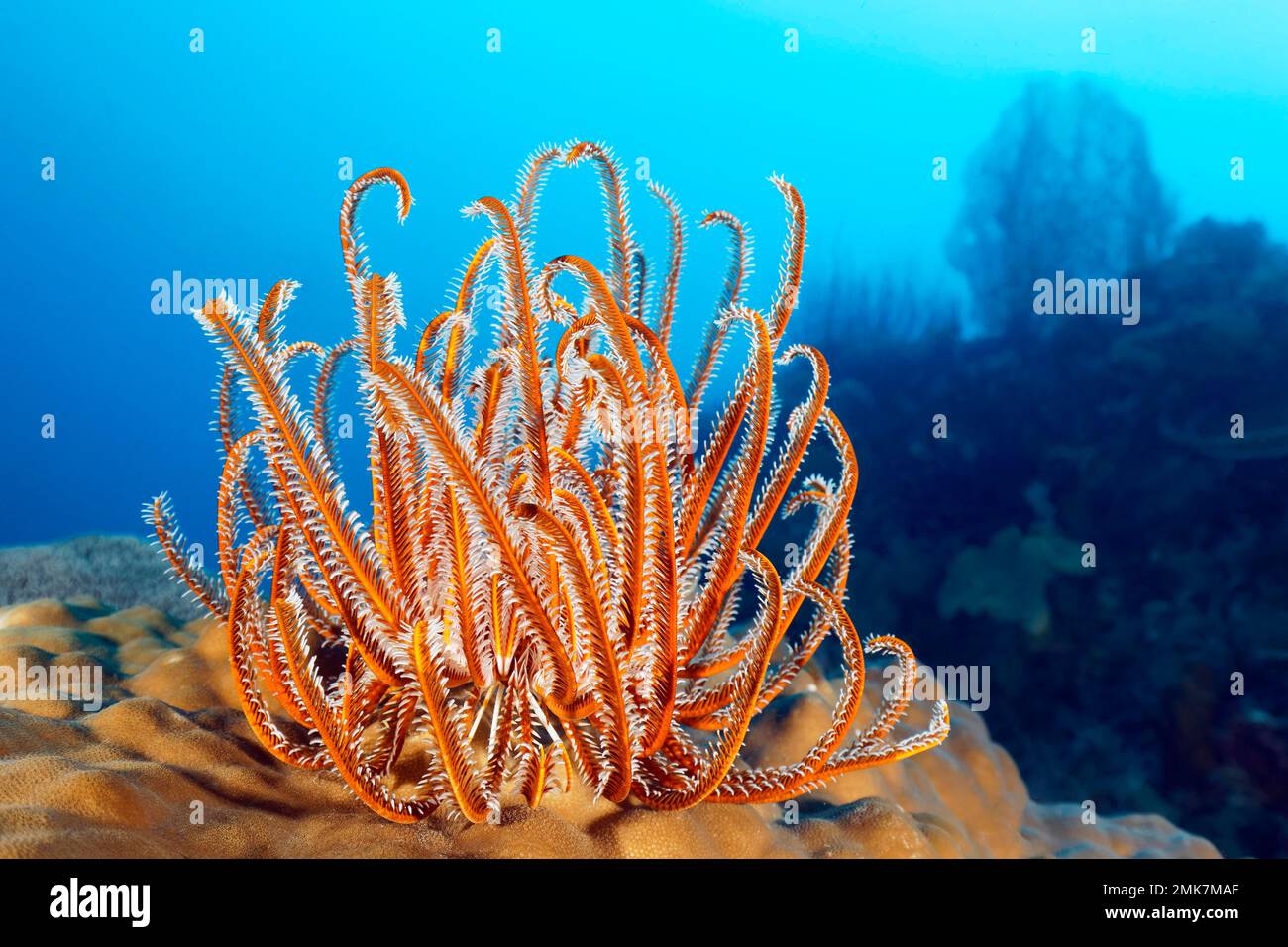 Yellow-white hairy star (Oxycomanthus benetti) on Porites mountain coral (Porites lutea), coral reef with gorgonian in the back, sea fan, Pacific Stock Photo
