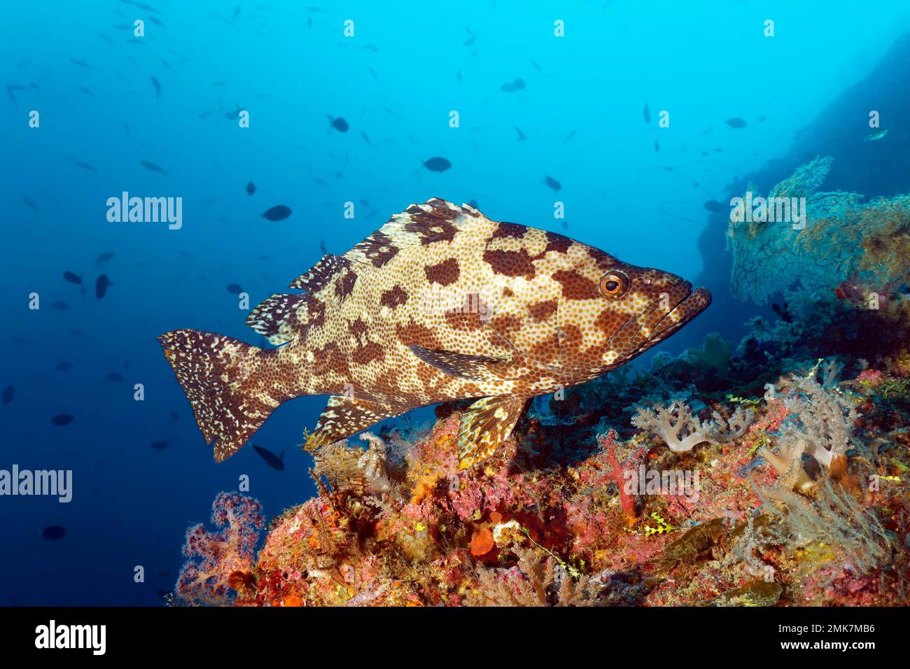 Brown marbled brown-marbled grouper (Epinephelus fuscoguttatus) swimming over coral reef, Pacific Ocean, Great Barrier Reef, Unesco World Heritage Stock Photo