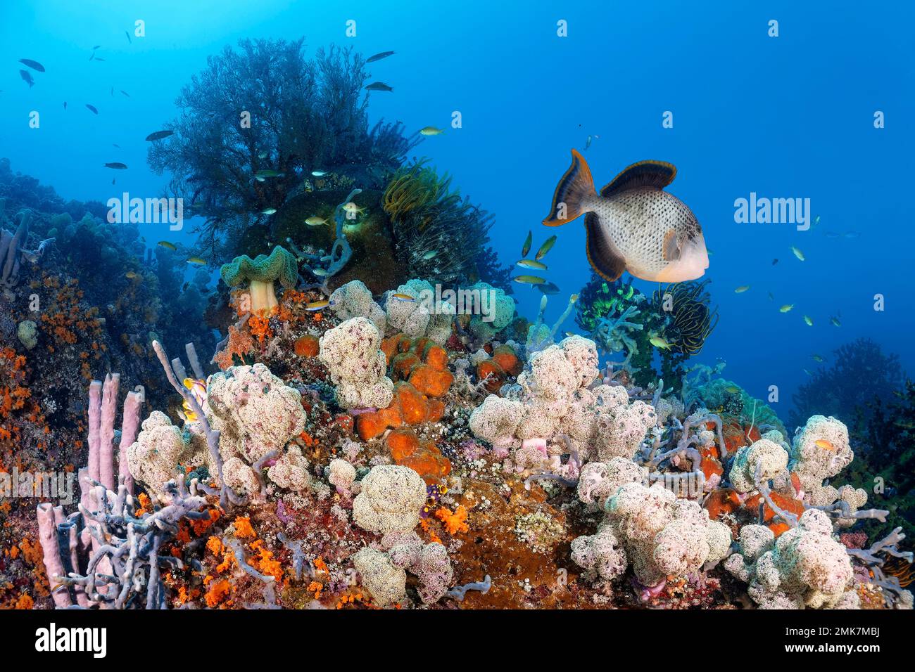 Reef top with sponge (Porifera) left, centre soft corals (Dendronephthya mucronata), top right yellow-footed triggerfish (Pseudobalistes Stock Photo