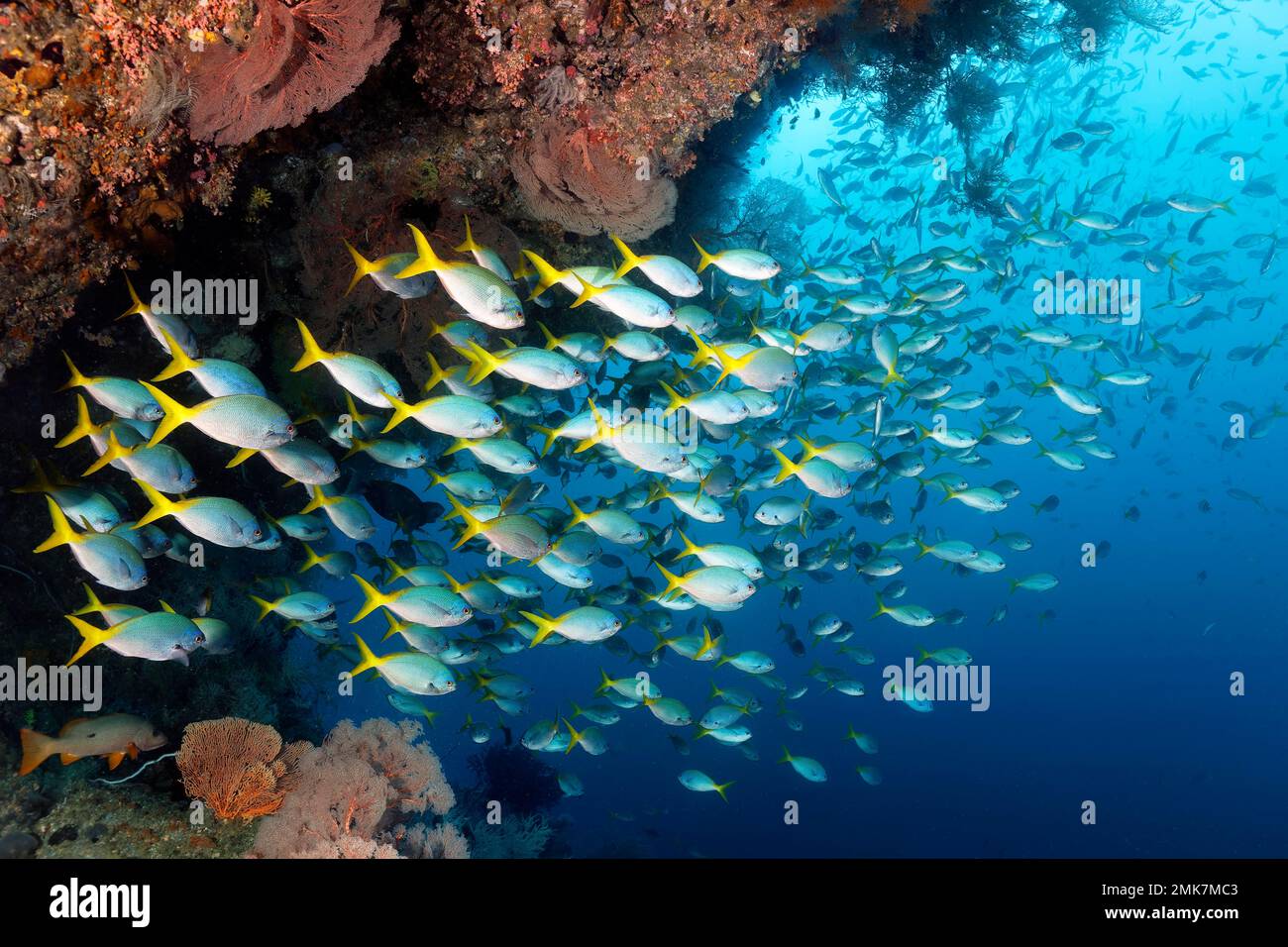 Shoal of redbelly yellowtail fusilier (Caesio cuning) under coral reef overhang, Pacific Ocean, Great Barrier Reef, Unesco World Heritage Site Stock Photo