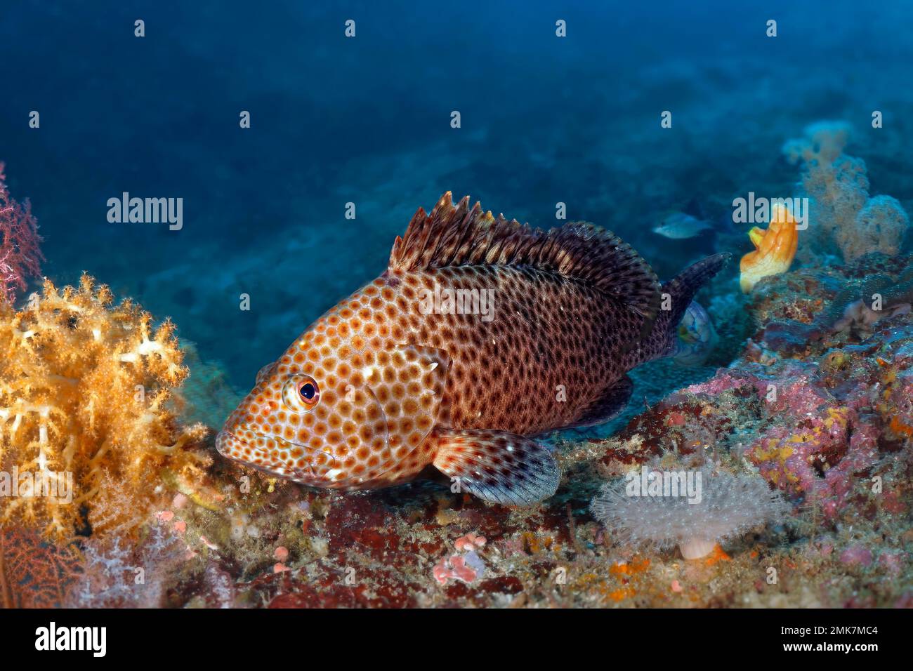Honeycomb grouper (Epinephelus merra), Pacific Ocean, Great Barrier Reef, Unesco World Heritage, Australia Stock Photo