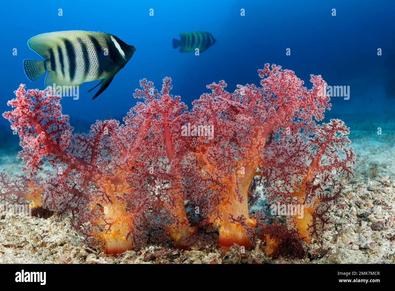 In front soft corals (Dendronephthya) in the sandy bottom, in the back pair of sixband angelfish (Pomacanthus sexstriatus) (Syn.: Euxiphipops Stock Photo