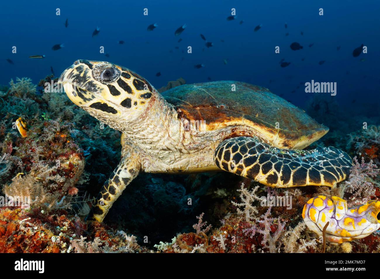 Loggerhead sea turtle (Caretta caretta) resting on coral reef, Pacific Ocean, Great Barrier Reef, Unesco World Heritage Site, Australia Stock Photo