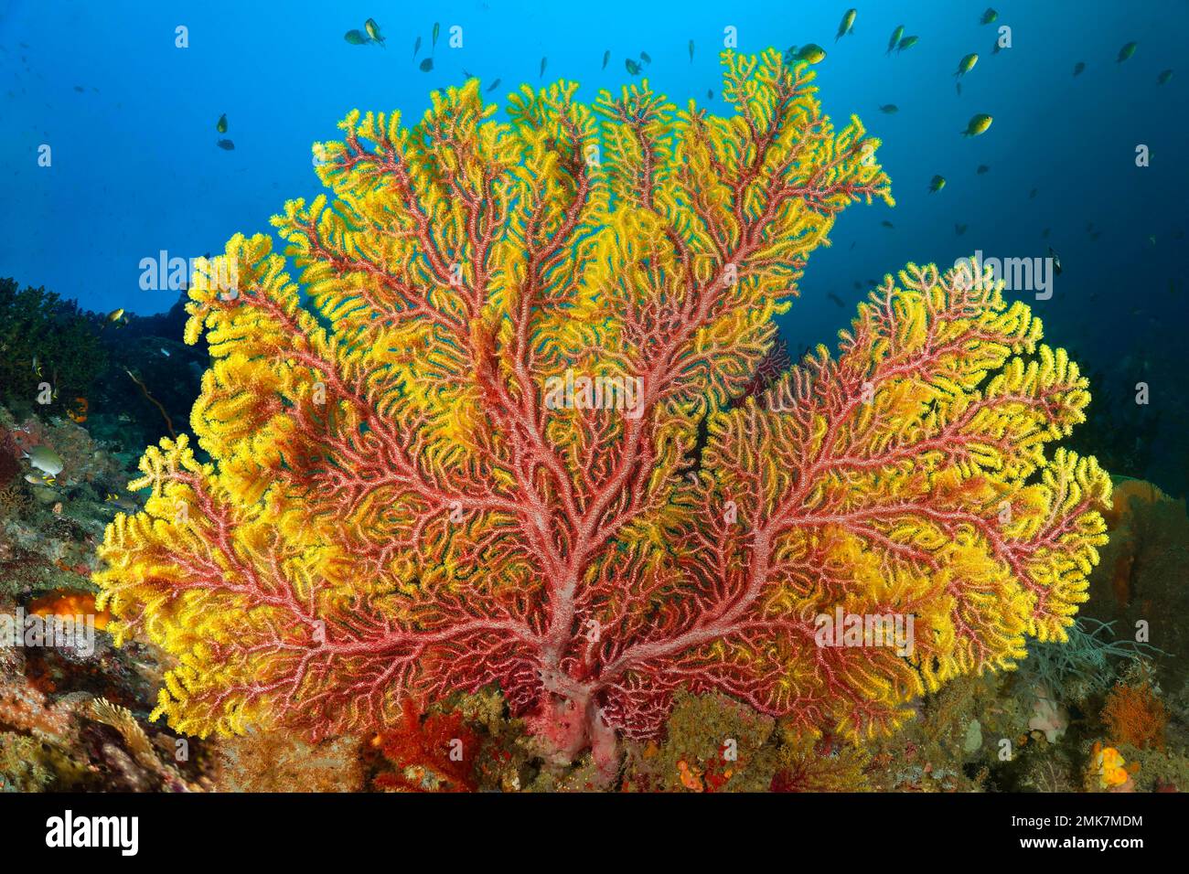 Reddish yellow gorgonian, sea fan (Euplexaura), with active polyps, red, yellow, school of damselfish behind, Pacific Ocean, Great Barrier Reef Stock Photo