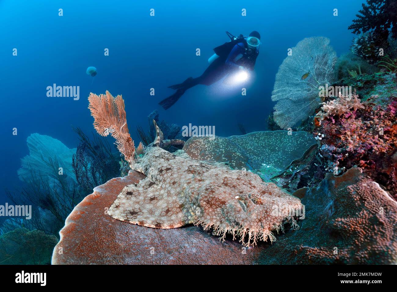 Diver observes tasselled wobbegong (Eucrossorhinus dasypogon), also Wobbegong lies on platform Coral (Coscinarea macneilli) Pacific Ocean, Great Stock Photo