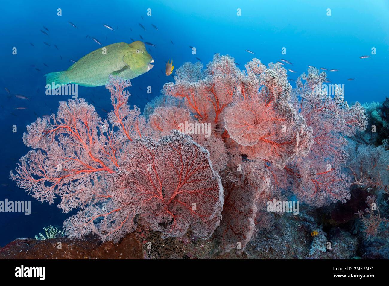 Coral reef, many Knotted sea fan, gorgonian (Melithaea ochracea), red, in the back Bumphead parrotfish (Bolbometopon muricatum) (synonym: Scarus Stock Photo