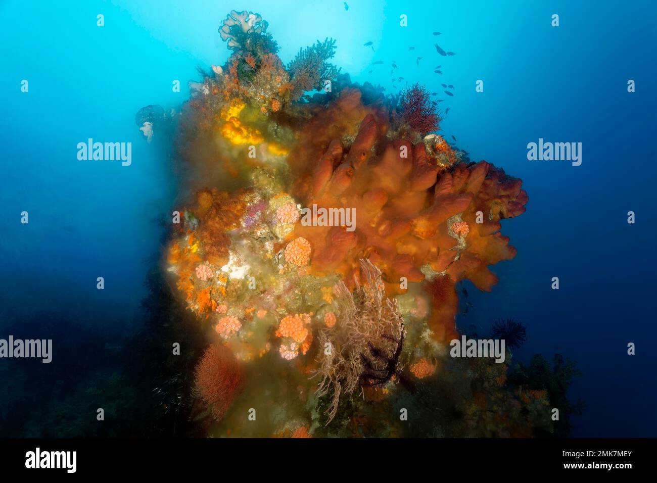 Coral block with sponge (Jaspis stellifera) brown, lower right, deposits milky spemes, asexual reproduction, Pacific Ocean, Great Barrier Reef Stock Photo