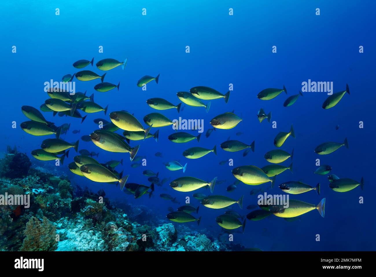 Shoal of smooth bluetail unicornfish (Naso hexacanthus) swimming over coral reef, Pacific Ocean, Great Barrier Reef, Unesco World Heritage Site Stock Photo